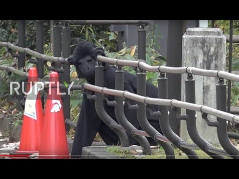 Video: Wanyama Wa Zoo Ya Uhispania Hutuliza Kipa Katika Gorilla Escape Drill