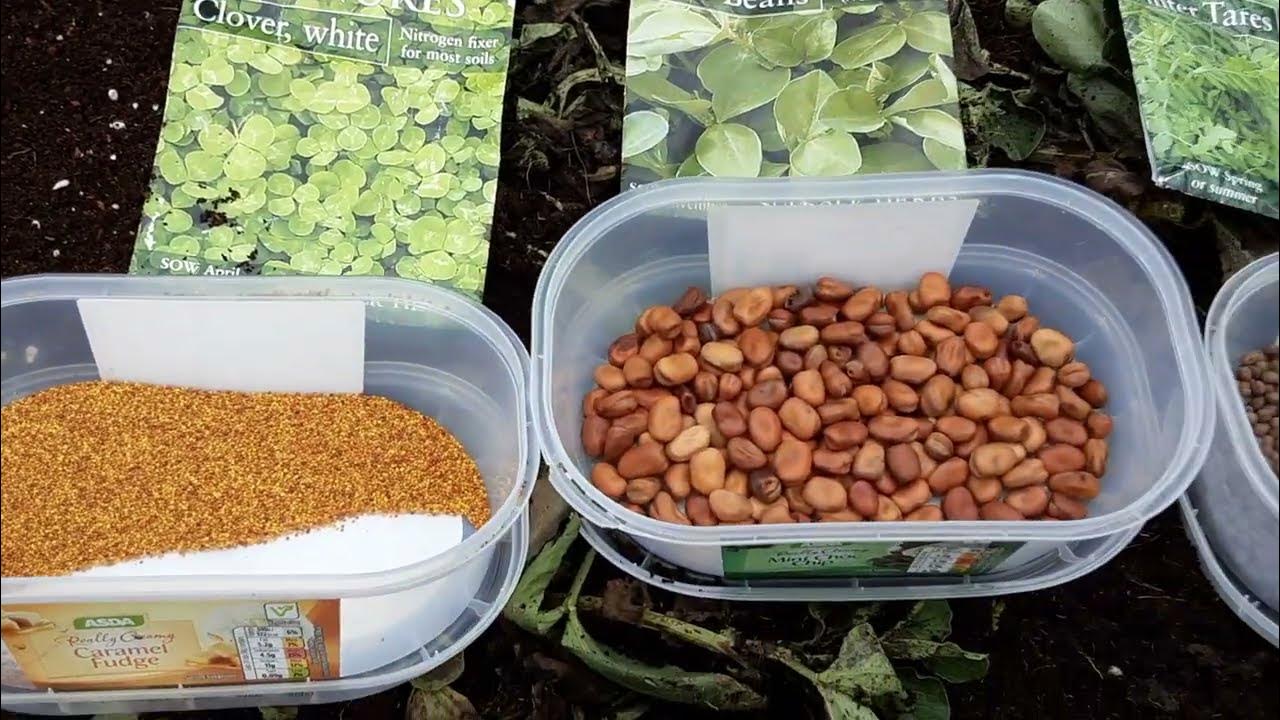 How Do I Prepare My Allotment Beds Ready For Spring 🌻 Green Manure Chop