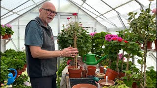 Growing Pelargonium Standards - Tips and Tricks - Part One