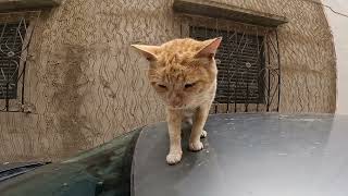 A cute orange cat is sleeping on the roof of the car and has a cute meow