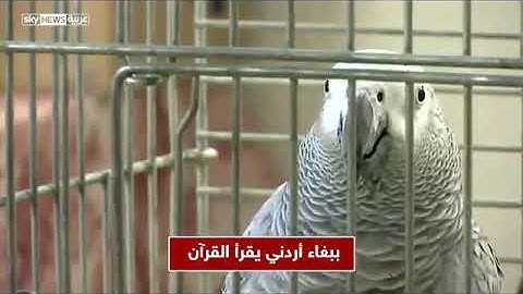 سبحان الله ببغاء يقرأ القرآن الكريم♡