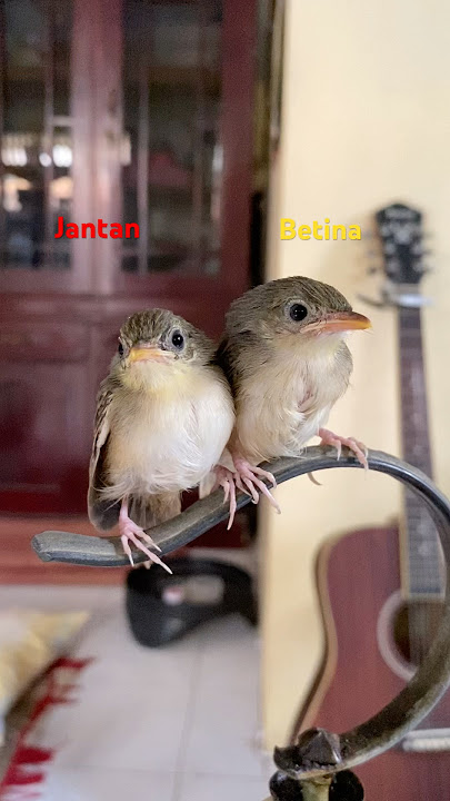 ciri2 anakan burung cigun ciblek gunung jantan dan betina #ciblek_gunung #cigun #cigungacor