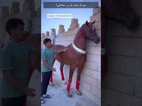 Shorts عمرك شفت فارس مطاطى 