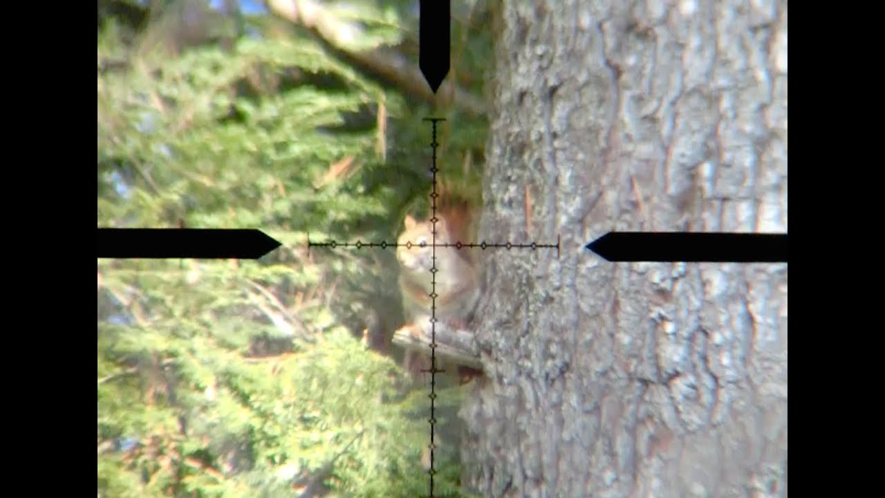 Airgun Red Squirrel Hunt 6 EDgun R3m .25 - YouTube