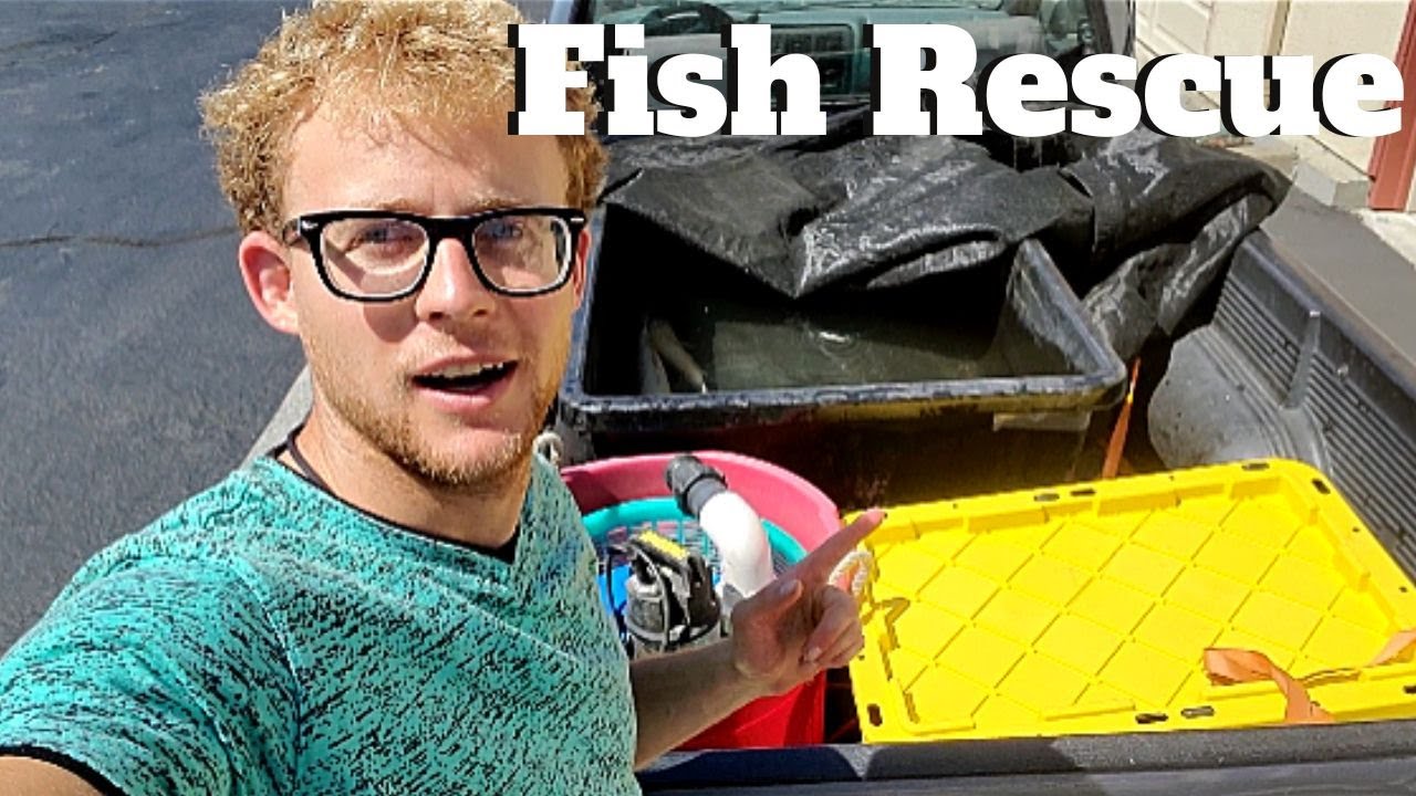 Koi rescue/rehome (rehoming unwanted fish into a larger pond) from