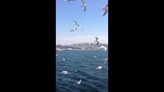 ?? من اسطنبول الى يلوا    -  from istanbul to yalova