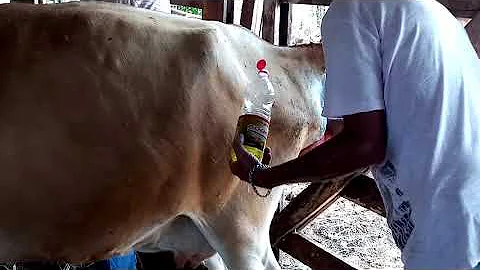 Porque a vaca põe a mãe do corpo para fora?