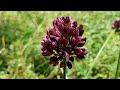 Ail rond sauvage allium rotundum