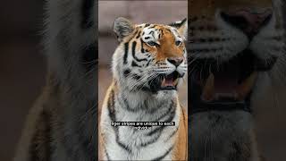 #3 Each tiger has a distinct coat of stripes #animals #animal #discovery #discoverychannel