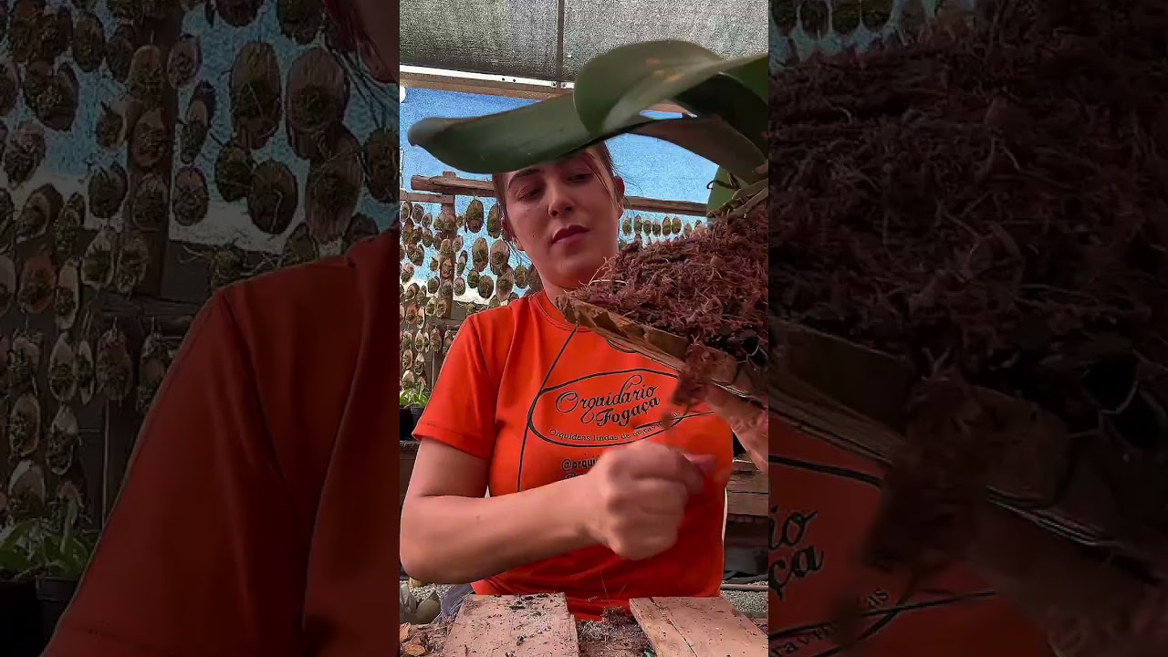 Plantando essa linda Phaleanopsis na madeira - gostou do resultado? 