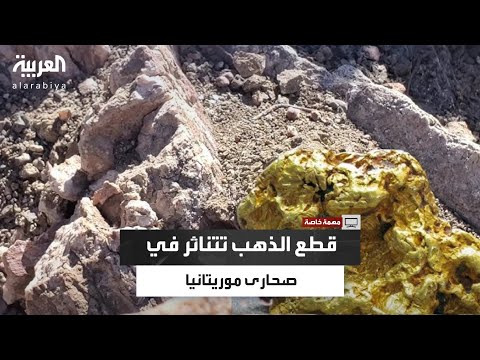 يعثر عليها المنقبون بدون عناء منقب موريتاني يلتقط قطع الذهب من صحارى أرض الشمال الغربي الموريتاني