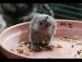 Cute Monkeys Part #45 - Free and happy time with Funny Baby Pygmy Marmoset (Finger Monkey) 2018