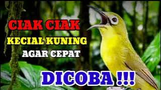 CIAK CIAK KECIAL KUNING AGAR CEPAT BUKA PARUH 