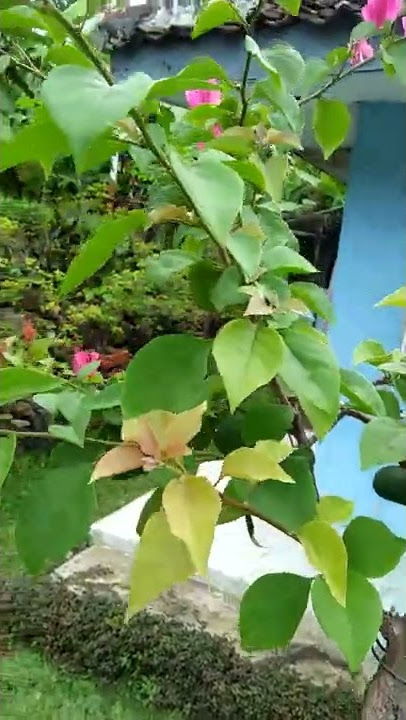 bongsai kembang kertas bonggol besar#viral