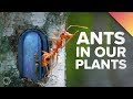 We've Got Ants In Our Plants!