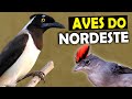 PASSARINHANDO na CAATINGA | AVES que você pode ver no SERTÃO NORDESTINO | Pássaros do Nordeste