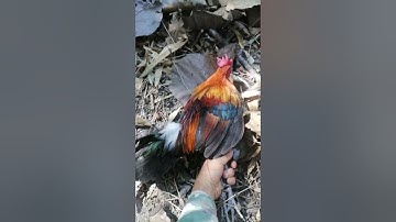 Cuab qaib qus lom zem mag zoo heev