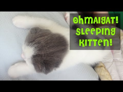 Scottish Fold Kitten Sleeping
