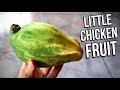 The incredibly strange little chicken fruit cuayote  weird fruit explorer