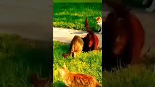 Kucing duel bebeklucu animasihewanlucu babybus badutmampang animals funny funnycats   kartun