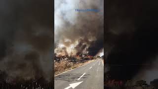 Nuevo incendio de cañas en s'Albufera de sa Pobla, con riesgo para las casas de la zona
