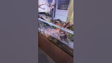 install a river style aquarium at your home! it