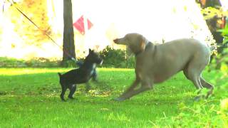 Preventing Ticks on your Dog or Cat by VetVid 9,533 views 13 years ago 5 minutes, 32 seconds