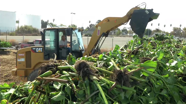 Port of Stockton: Water Hyacinth Removal