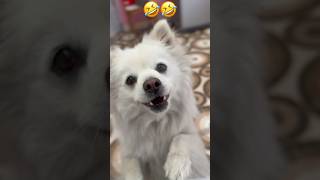 funny #bollywood #comedy #funny #dog #spitz #shortsyoutube #doglover #japanesespitz#viral