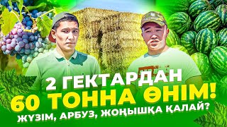 10 гектар жерден 200 млн тг табуға бола ма? Жүзім егу әдісі. Қарбыз өсіру. Жоңышқа егу тәсілдері.