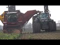 Grimme - Fendt - Hawe / Rübenernte - Harvesting Beets  2022