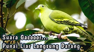 Suara pikat burung punai paling ampuh | sekali putar punai langsung pada datang semua