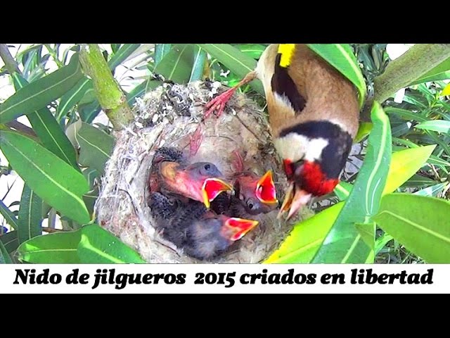 Jilguero Nido Criando en Libertad Version Extendida(HD) - YouTube