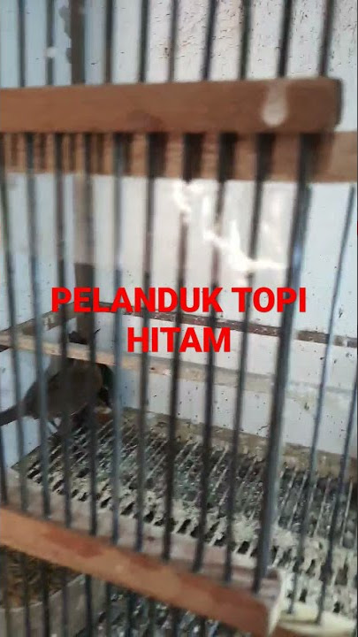 Kios Mantab Mantul Bekasi timur pelanduk topi hitam