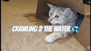 Funniest #cats 😝#funny #animals #super cute  #kitty  #amazing  #meows #cutest catshorts🐈#viral 🐱