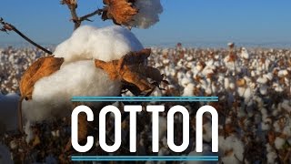 Cotton | How To Make Everything: Suit (2/10)