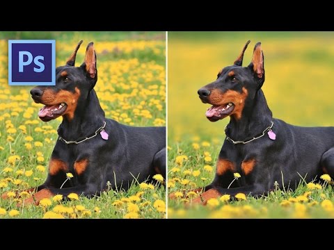 Videó: Hogyan tartsuk meg a kutyát az autók és az emberek között