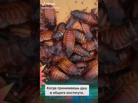 Саша Таня Бомба свежие видео только от #Саша Андрей Гайдулян 15