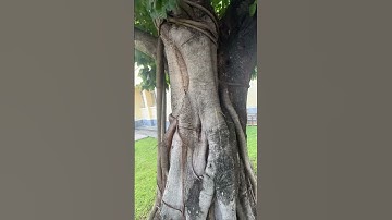 Cây Sộp to khủng #caycanh #shorts