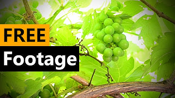 Grape compilation - FREE Stock Video Footage [Download Full HD]