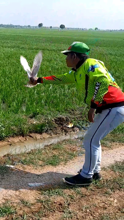 melatih bahan2 player merpati!!#merpatibalap#merpatisprint#lombamerpatibalapsprint#shortsfeed
