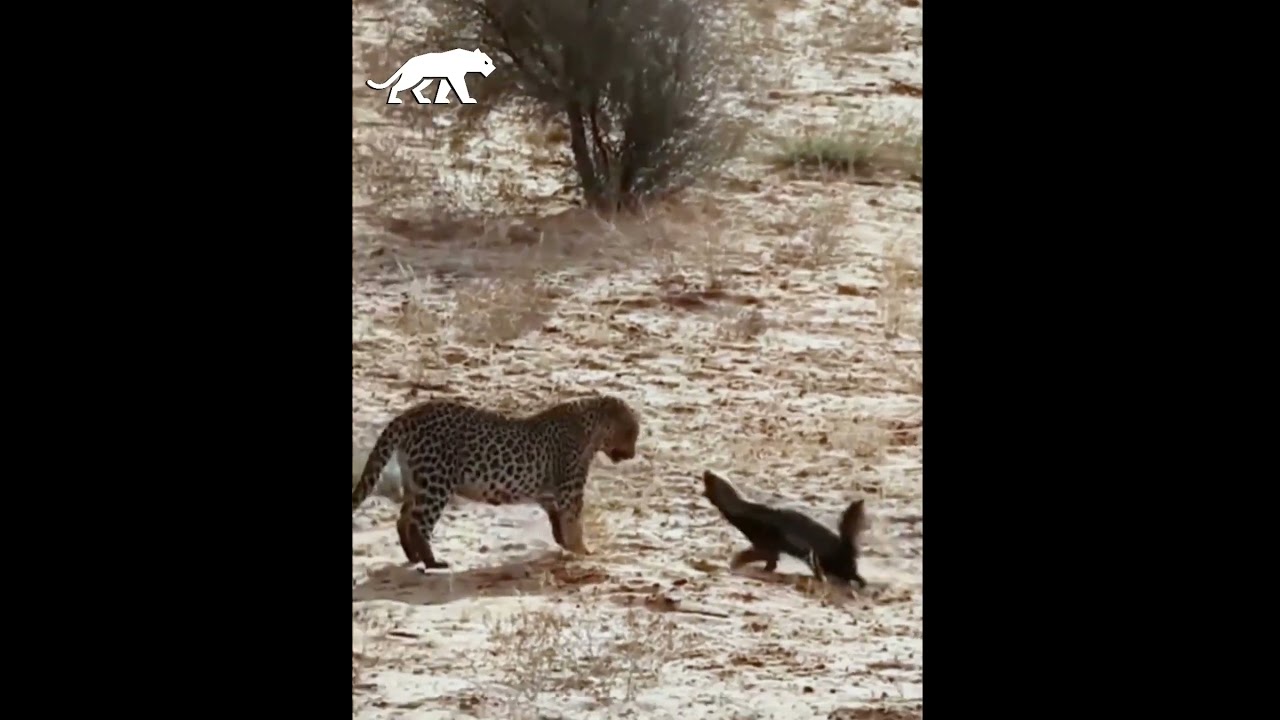 tejón y leopardo se enfrentan en una dura batalla de supervivencia