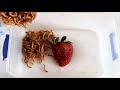 Superworm eats strawberries