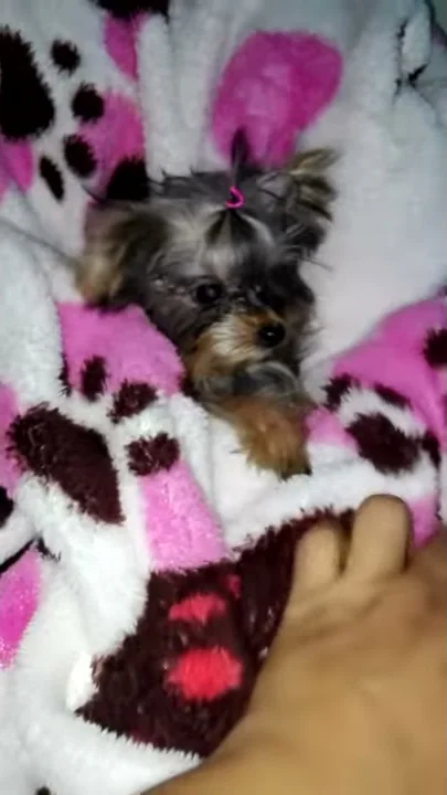 Criadero mundo Canino