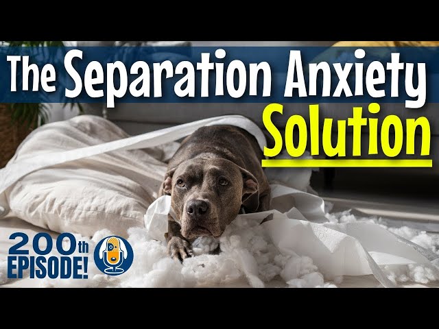 Anxious dog? No worries! 💜 We have the perfect solution for you