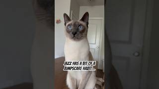 Jazz: King of the Jumpscare cutepets pounce cat siamesecat jumpscare