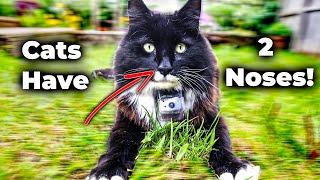 Your Cat Has a Secret Nose You Never Knew About