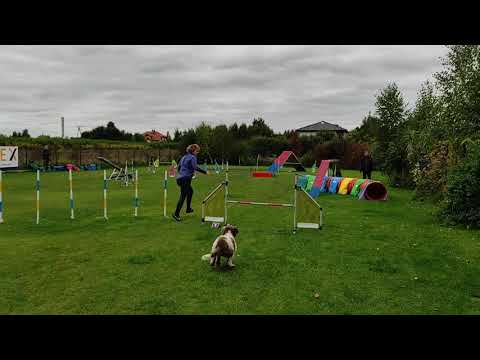 Video: Lagotto Romagnolo Hunderace Hypoallergen, Sundhed Og Levetid