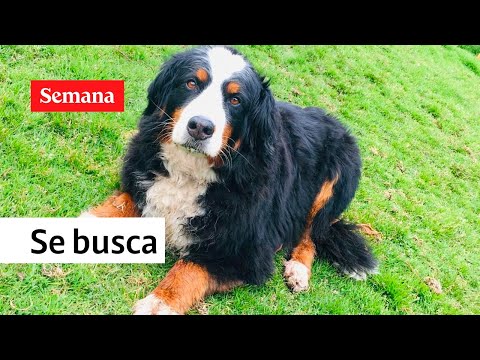 Kiara, la extraña historia de una perrita perdida en la Calera | Semana Noticias