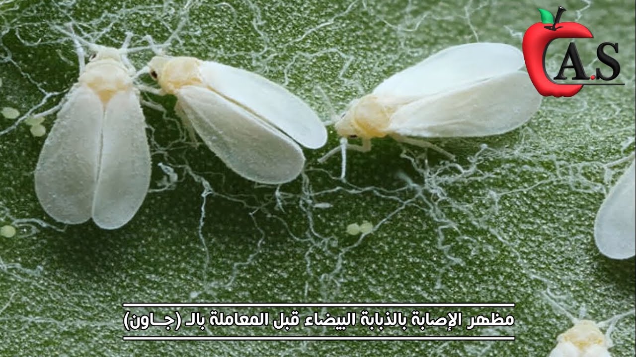 مكافحة حشرة الذبابة البيضاء على محصول الكوسة وطرق الوقاية والعلاج